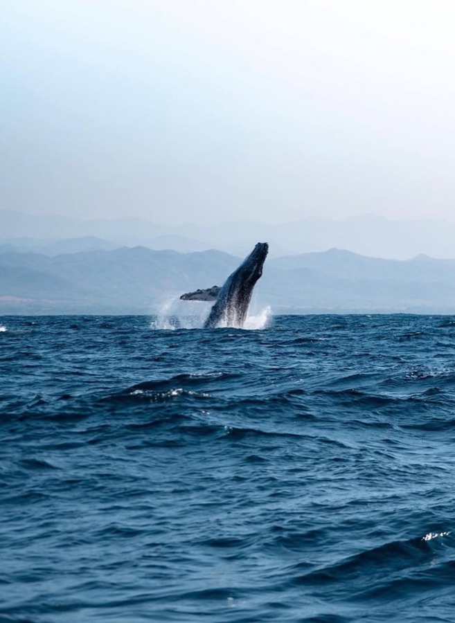 Cuadro personalizado The Blue Whale 3