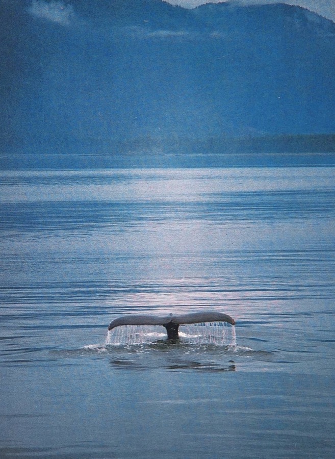 Cuadro personalizado The Blue Whale 6