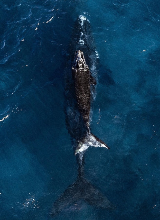 Cuadro personalizado The Blue Whale 9